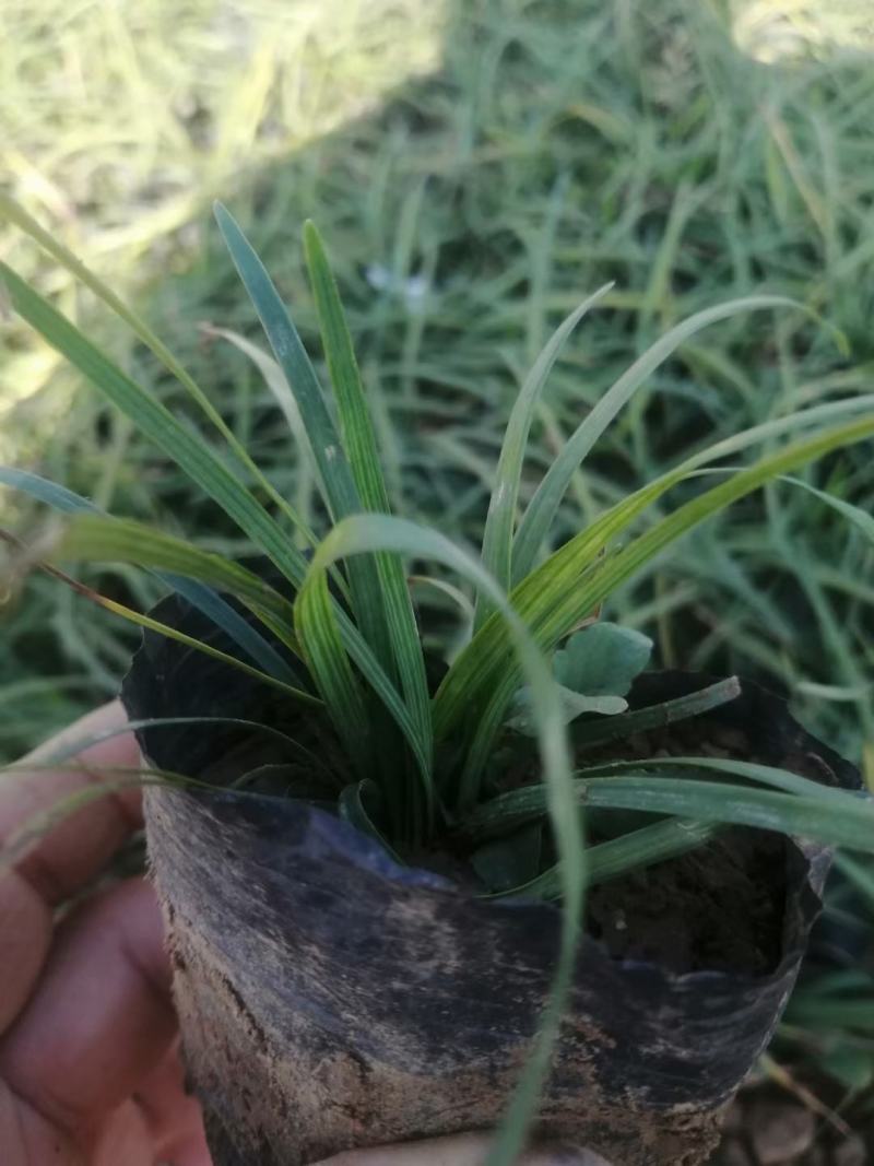 麦冬阔叶麦冬兰花三七金边麦冬日本矮麦冬玉龙草