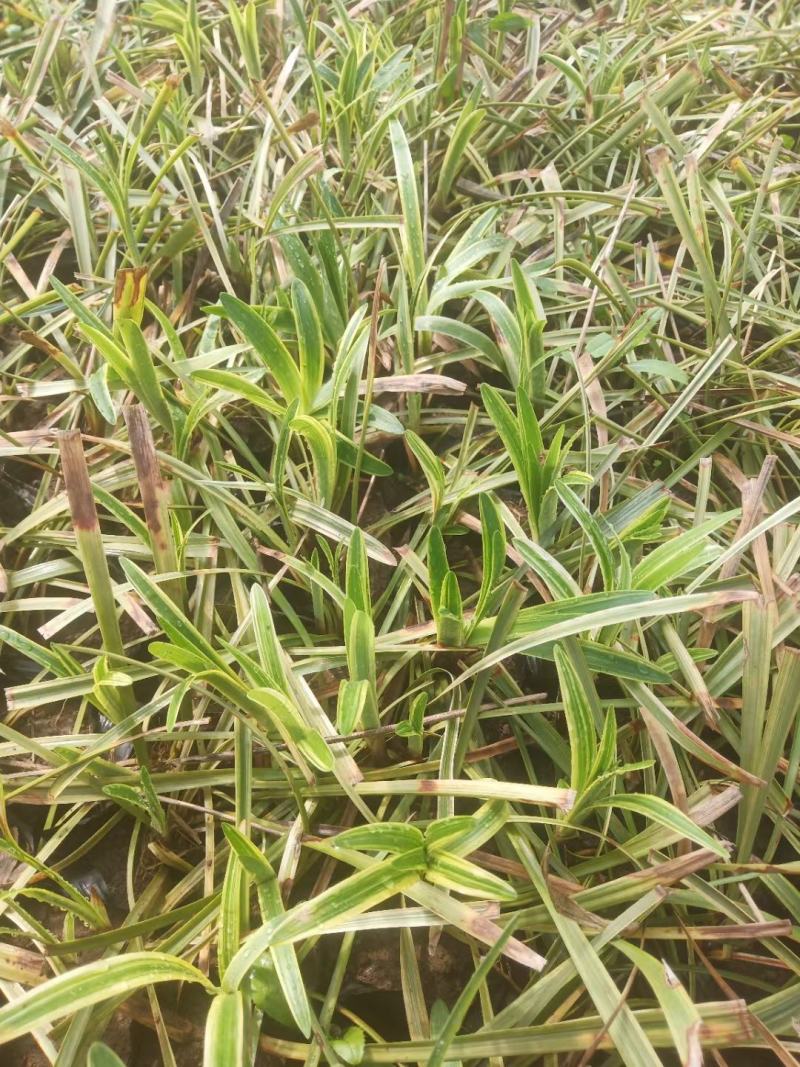 麦冬阔叶麦冬兰花三七金边麦冬日本矮麦冬玉龙草