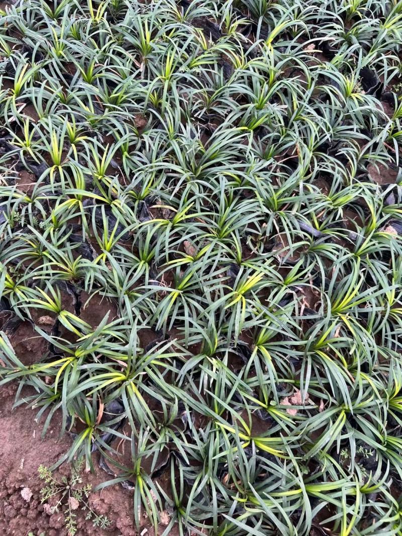 麦冬阔叶麦冬兰花三七金边麦冬日本矮麦冬玉龙草