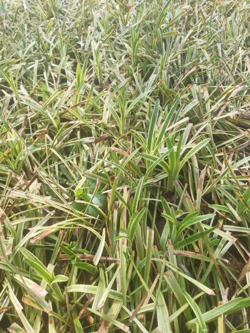 麦冬阔叶麦冬兰花三七金边麦冬日本矮麦冬玉龙草