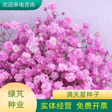 切花满天星种子观赏花海满天星种子庭院别墅阳台景观花籽