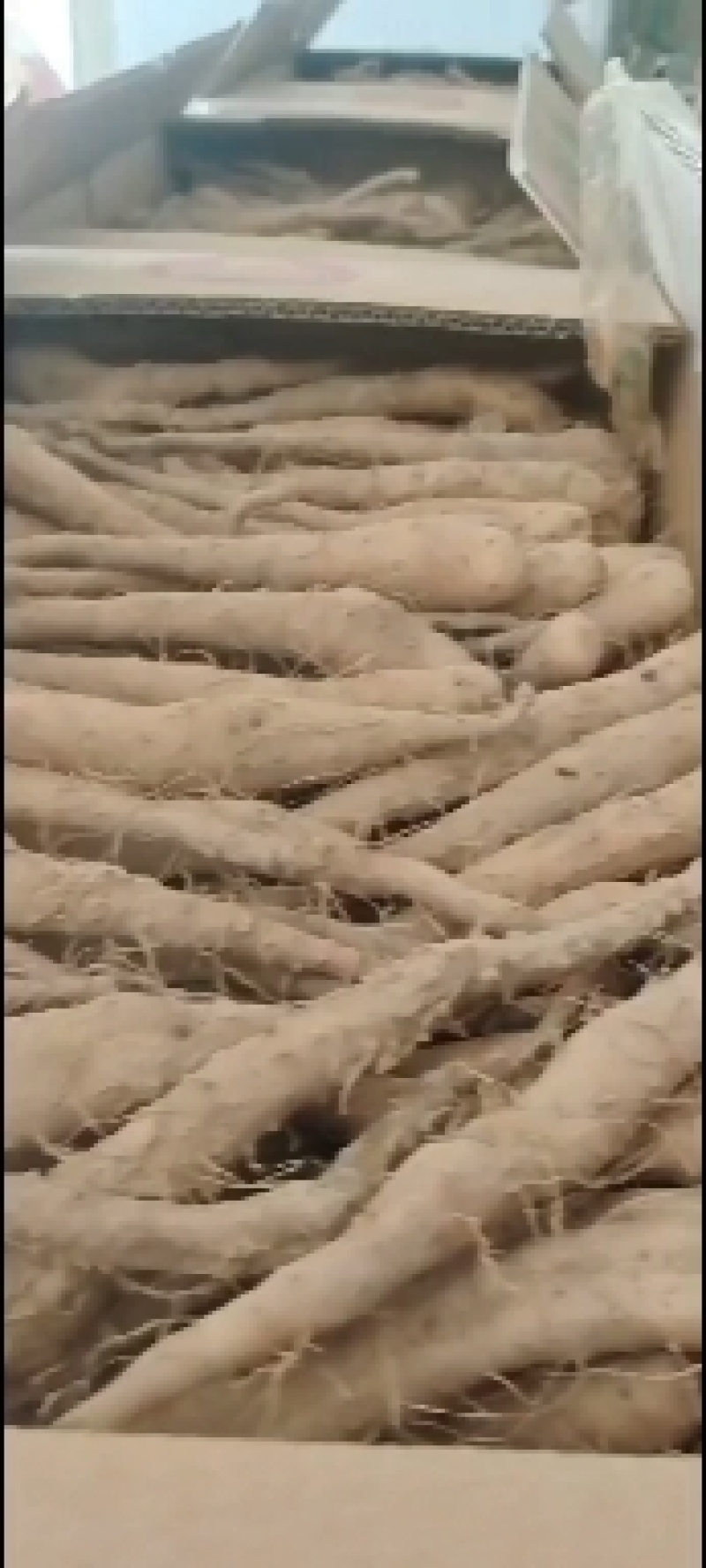 新茬地无菌白玉山药苗原产地直销