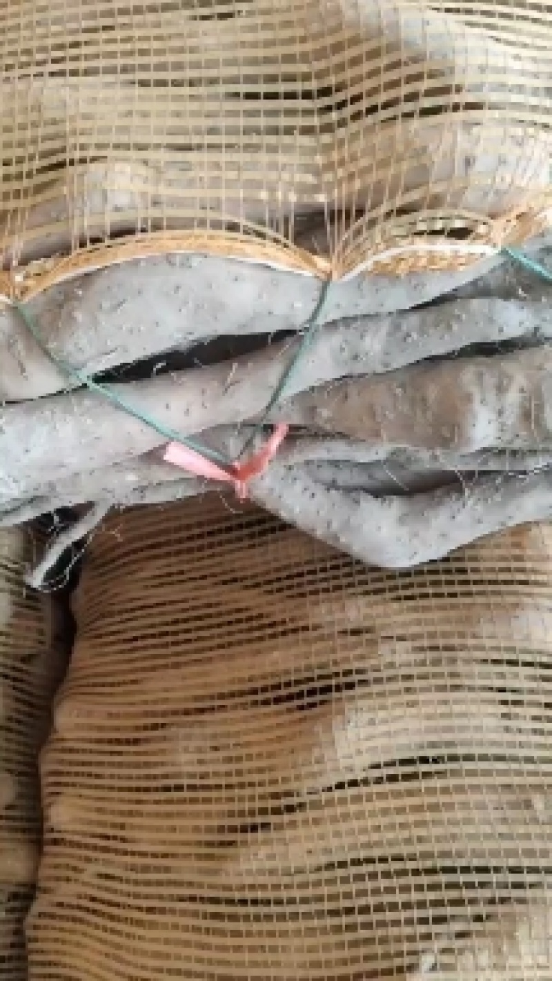 新茬地无菌白玉山药苗原产地直销
