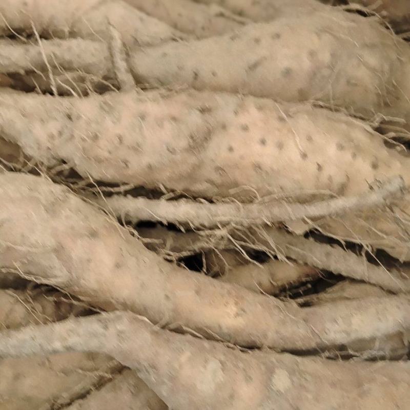 新茬地无菌白玉山药苗原产地直销