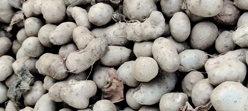 新茬地无菌白玉山药苗原产地直销