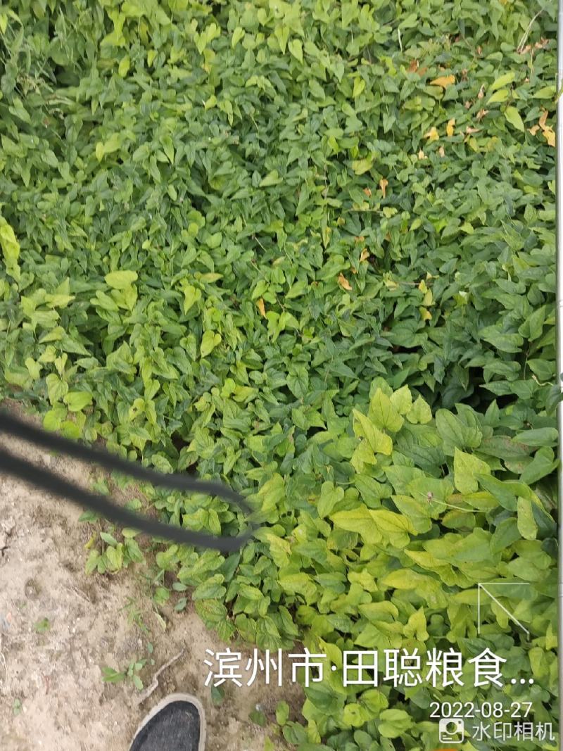 新茬地无菌白玉山药苗原产地直销
