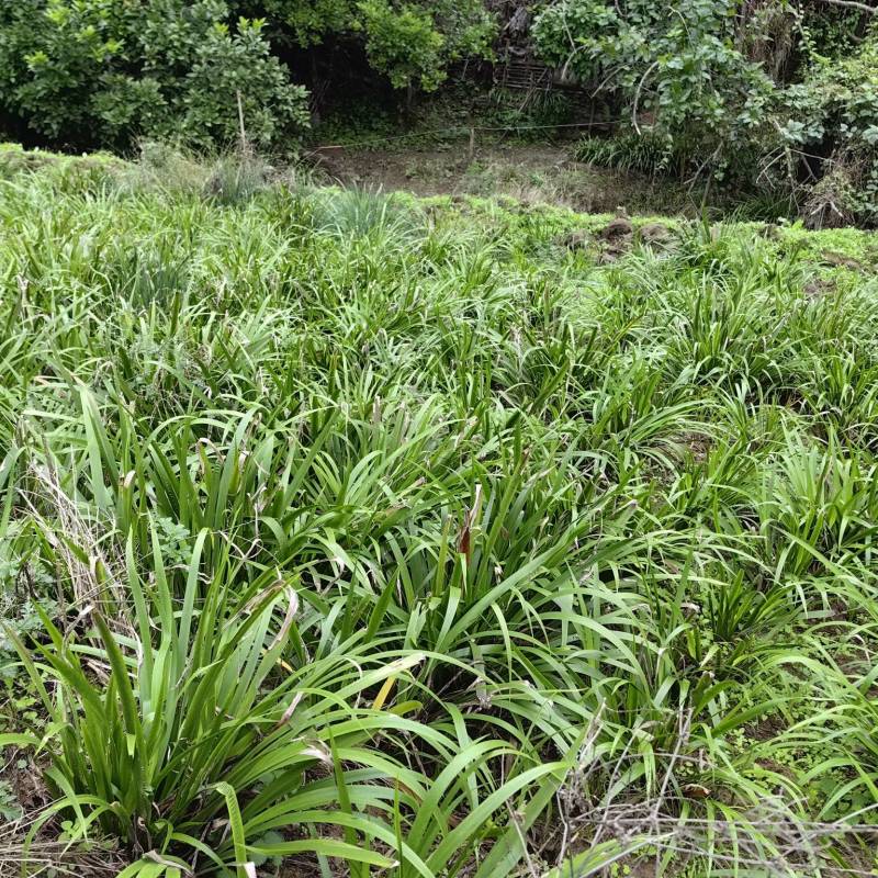 石菖蒲种植基地，苗子培育基地，自产自销，