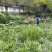 石菖蒲种植基地，苗子培育基地，自产自销，