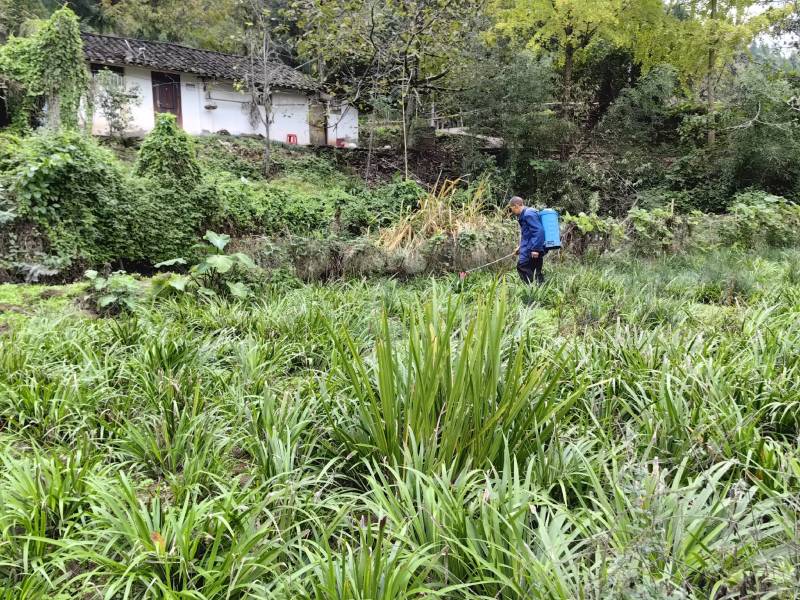 石菖蒲种植基地，苗子培育基地，自产自销，