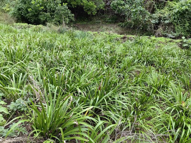 石菖蒲种植基地，苗子培育基地，自产自销，