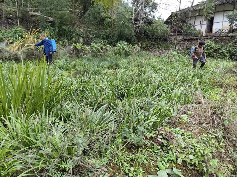 石菖蒲种植基地，苗子培育基地，自产自销，