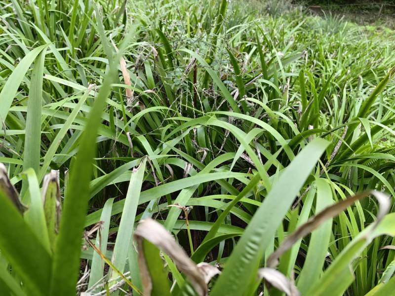 石菖蒲种植基地，苗子培育基地，自产自销，