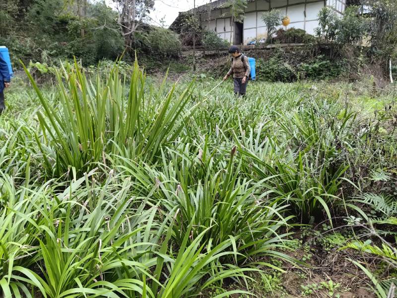 石菖蒲种植基地，苗子培育基地，自产自销，