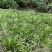 石菖蒲种植基地，苗子培育基地，自产自销，