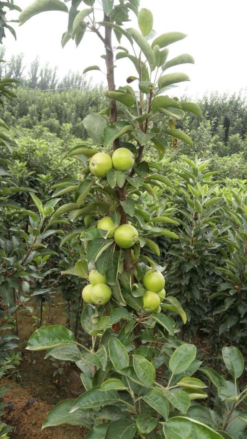 糖心苹果苗品种介绍水蜜桃苹果苗，当年栽植开花结果