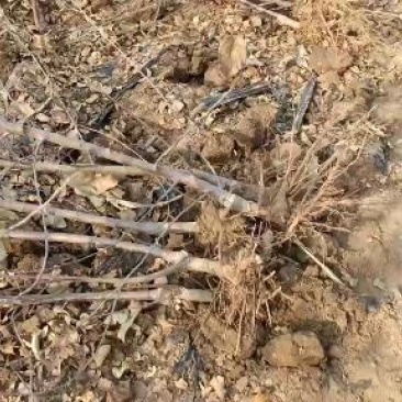 糖心苹果苗品种介绍水蜜桃苹果苗，当年栽植开花结果