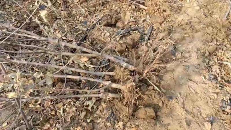 糖心苹果苗品种介绍水蜜桃苹果苗，当年栽植开花结果