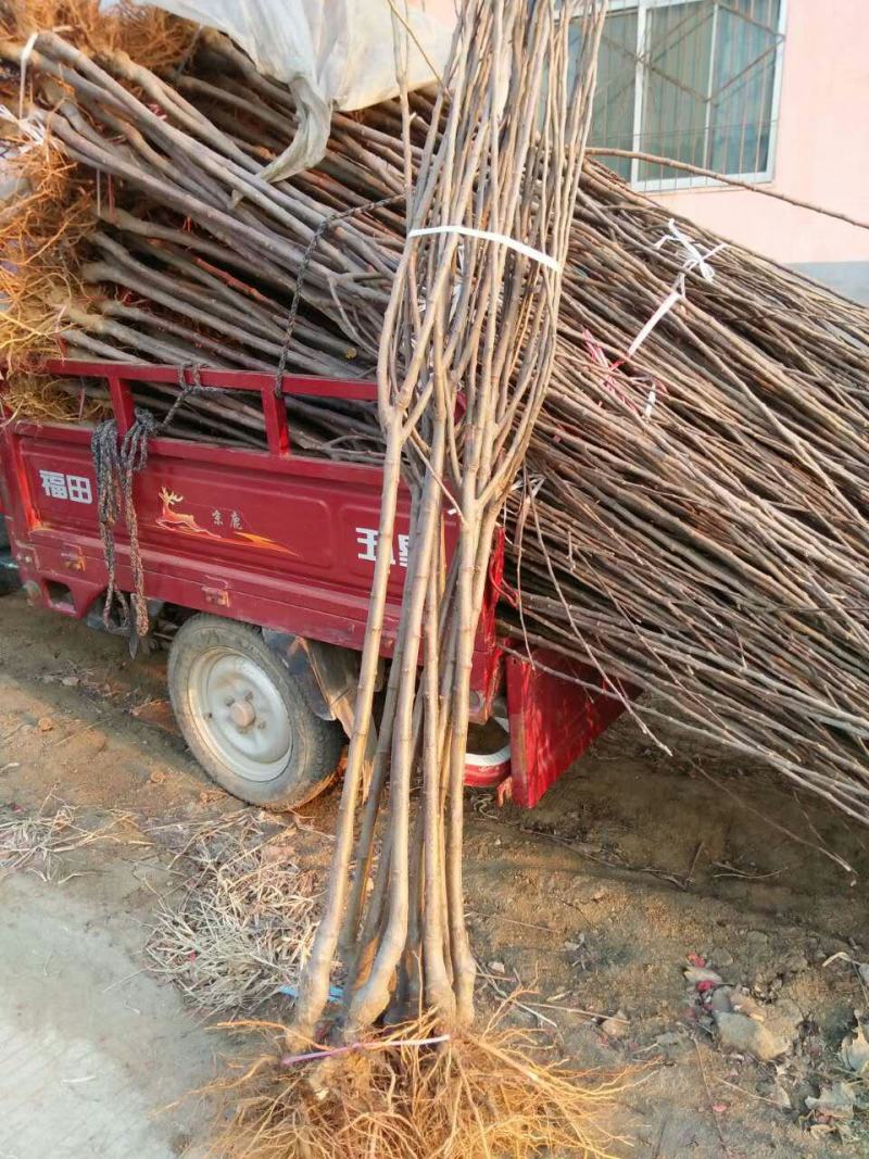 糖心苹果苗品种介绍水蜜桃苹果苗，当年栽植开花结果