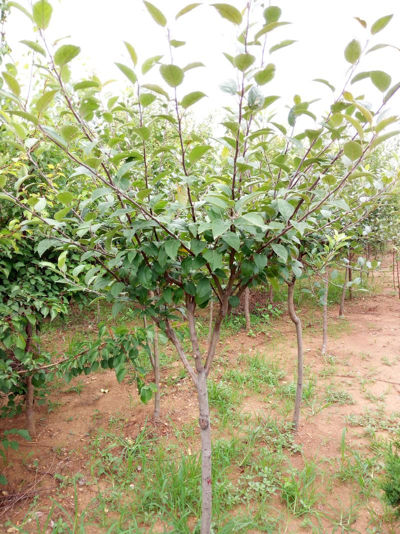 糖心苹果苗品种介绍水蜜桃苹果苗，当年栽植开花结果
