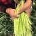 蒜苔新鲜蒜薹批发蒜薹嫩绿脆爽现摘现发支持看货