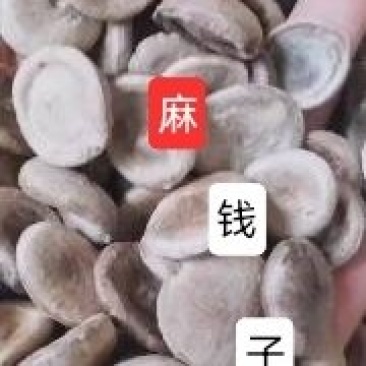 油炸马线，马线子冷背品种，稀缺货源，需要多少下单就可以