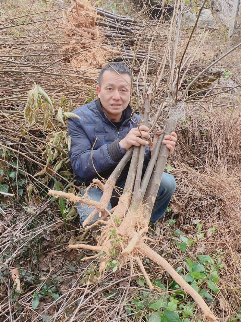 金钩梨苗矮型万字果苗超矮型金钩超矮型拐枣苗超型鸡爪子种苗