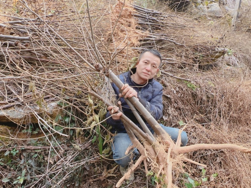 金钩梨苗矮型万字果苗超矮型金钩超矮型拐枣苗超型鸡爪子种苗