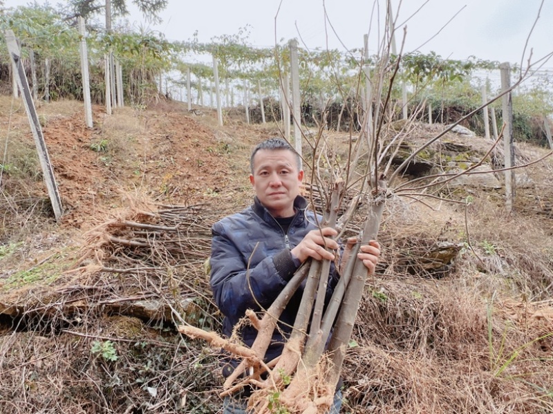 金钩梨苗矮型万字果苗超矮型金钩超矮型拐枣苗超型鸡爪子种苗