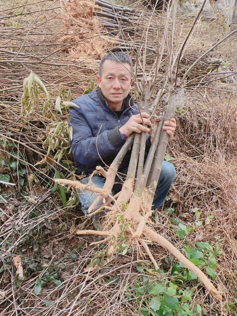 金钩梨苗矮型万字果苗超矮型金钩超矮型拐枣苗超型鸡爪子种苗