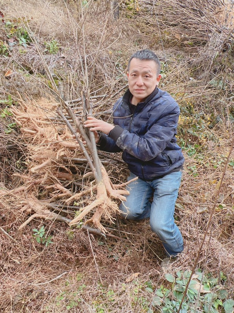 金钩梨苗矮型万字果苗超矮型金钩超矮型拐枣苗超型鸡爪子种苗
