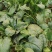 大叶菠菜