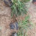 山桃草千鸟花山桃草批发山桃草价格基地直销大量有货