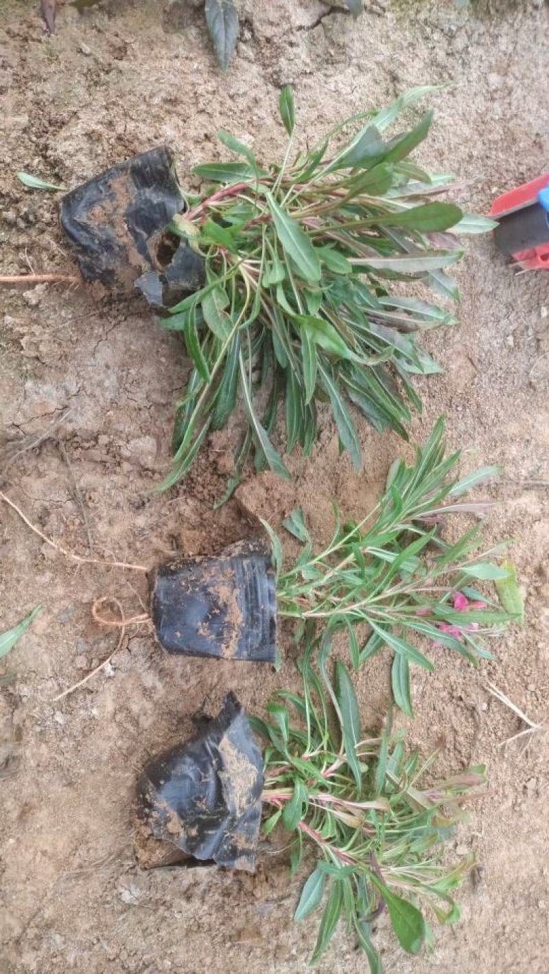 山桃草千鸟花山桃草批发山桃草价格基地直销大量有货