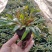 山桃草千鸟花山桃草批发山桃草价格基地直销大量有货