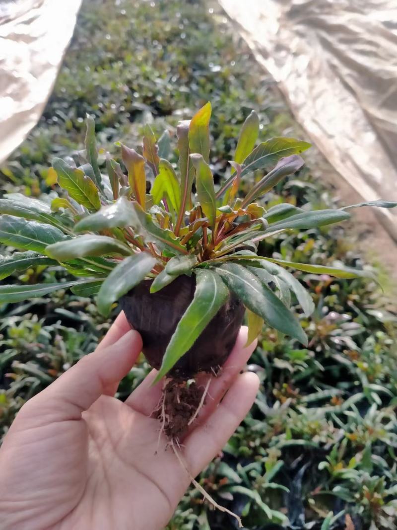 山桃草千鸟花山桃草批发山桃草价格基地直销大量有货