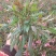 山桃草千鸟花山桃草批发山桃草价格基地直销大量有货