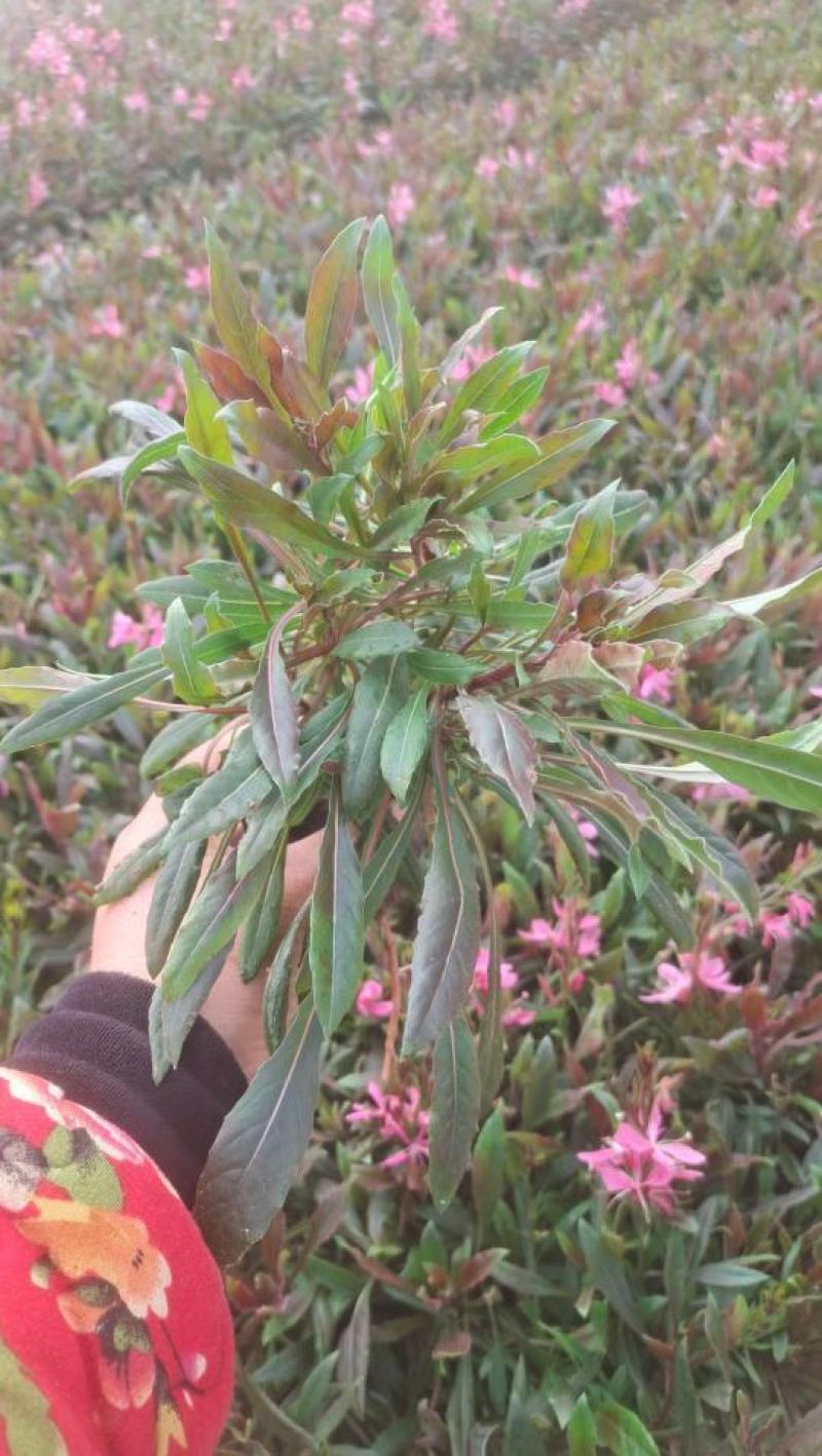 山桃草千鸟花山桃草批发山桃草价格基地直销大量有货