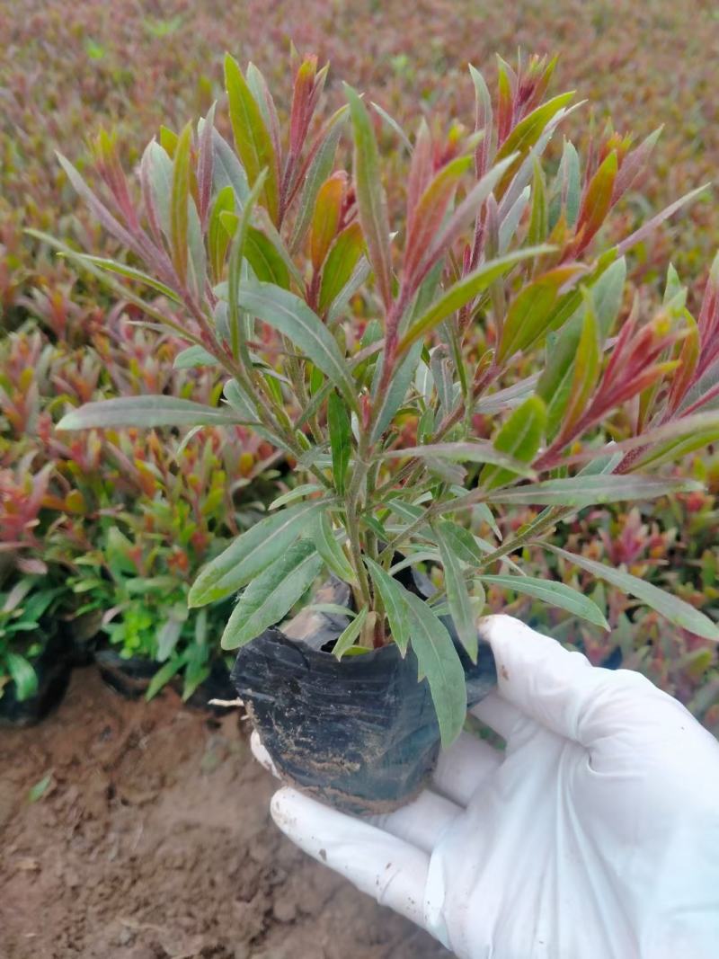 山桃草千鸟花山桃草批发山桃草价格基地直销大量有货