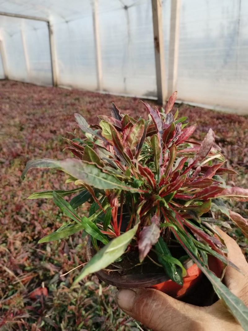 山桃草千鸟花山桃草批发山桃草价格基地直销大量有货
