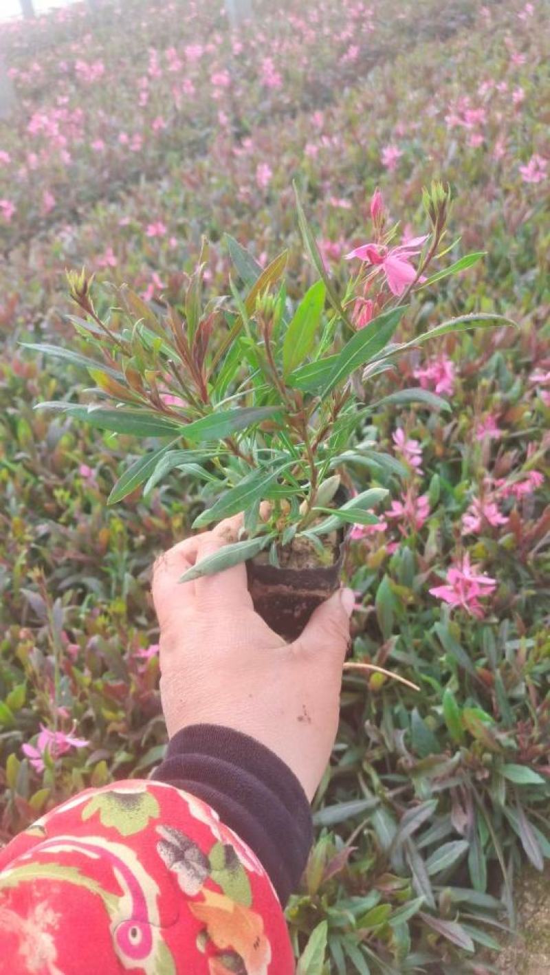 山桃草千鸟花山桃草批发山桃草价格基地直销大量有货