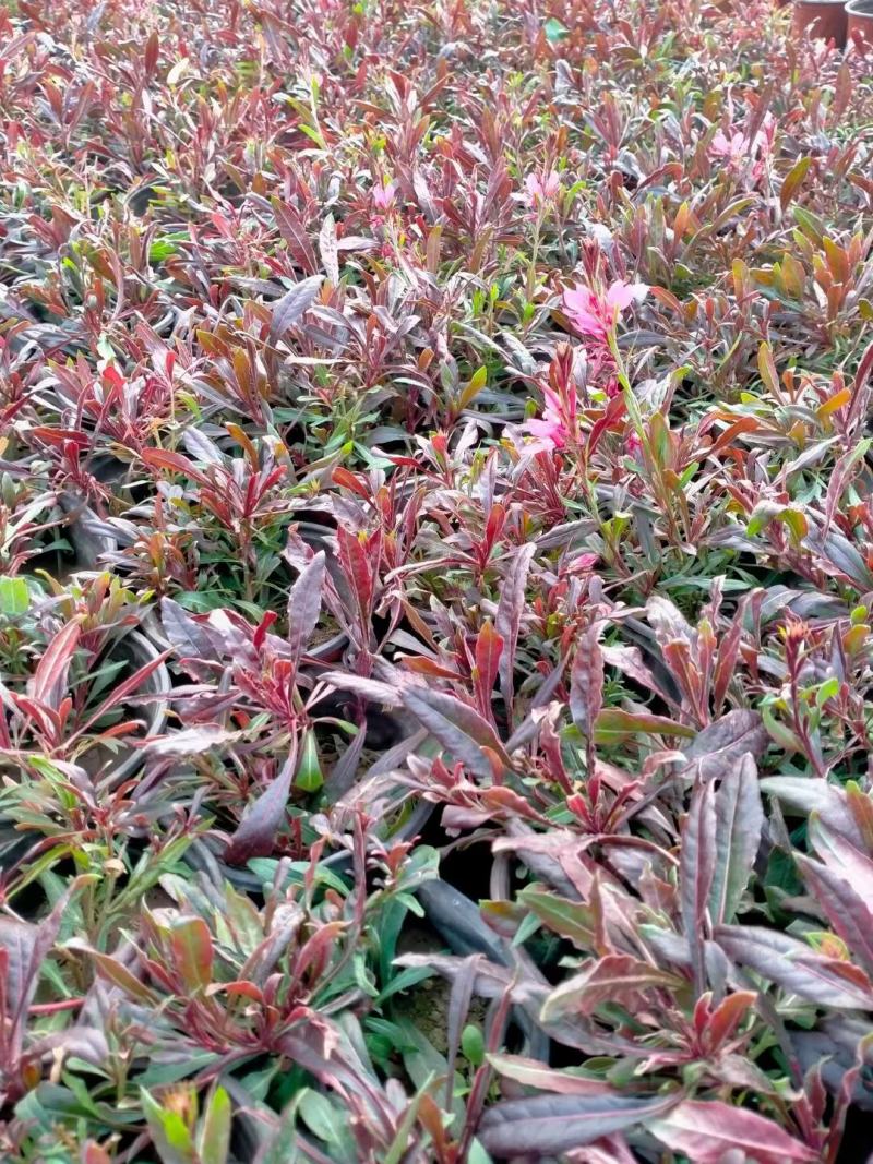 山桃草千鸟花山桃草批发山桃草价格基地直销大量有货