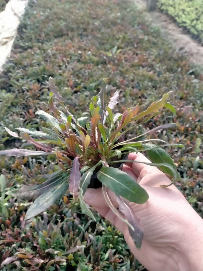 山桃草千鸟花山桃草批发山桃草价格基地直销大量有货