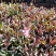 山桃草千鸟花山桃草批发山桃草价格基地直销大量有货