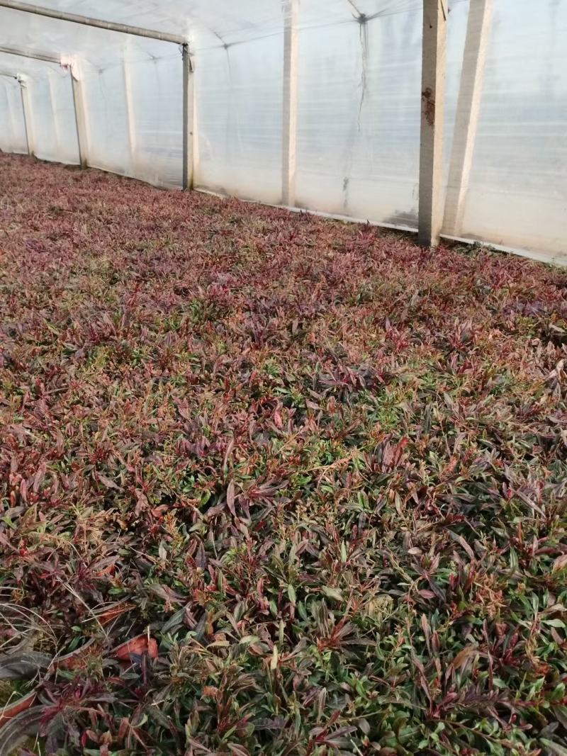 山桃草千鸟花山桃草批发山桃草价格基地直销大量有货