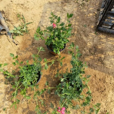 美女樱美女樱批发美女樱价格基地直销大量有货
