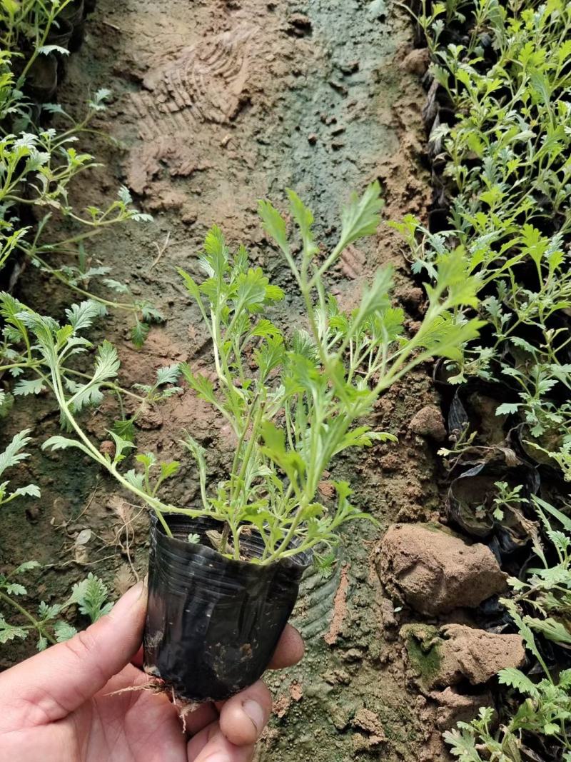 美女樱美女樱批发美女樱价格基地直销大量有货