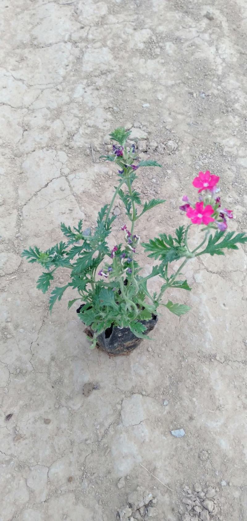 美女樱美女樱批发美女樱价格基地直销大量有货
