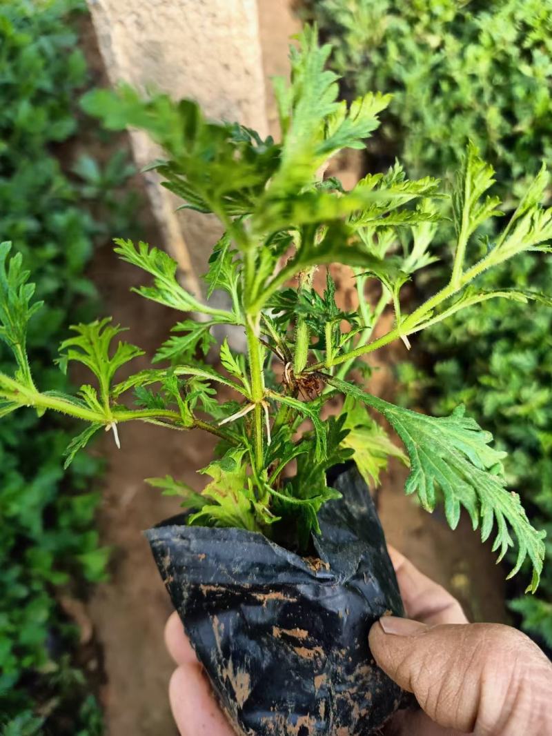 美女樱美女樱批发美女樱价格基地直销大量有货