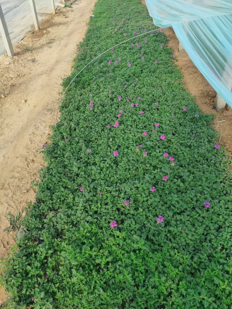 美女樱美女樱批发美女樱价格基地直销大量有货