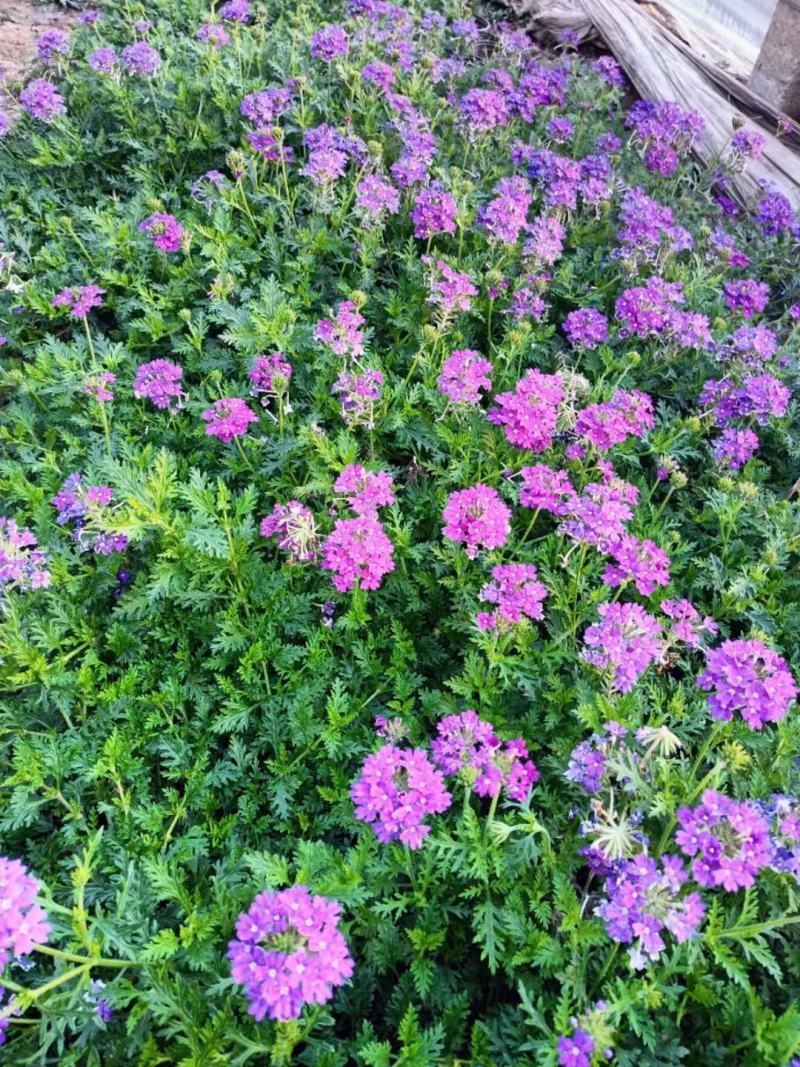 美女樱美女樱批发美女樱价格基地直销大量有货
